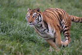 Tiger running 