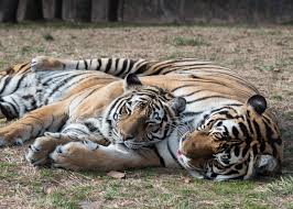 two tigers sleeping together