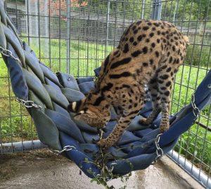 cheetah hammock  
